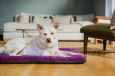 Dog Bed Cushion Crate Pads Eco Friendly 5 Colors
