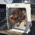 New Backseat Rider Kennel from Ruff Land Kennels