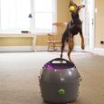Automatic Ball Launcher by PetSafe