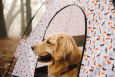 Designer Dog Tent offers UV Protection Portability and More