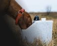 Ruff Tough Kennels Portable Dog Water Dish