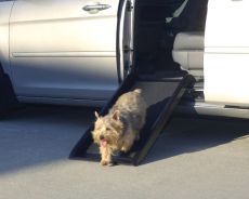 Solvit Smart Ramp Jr. for Good Dog Health