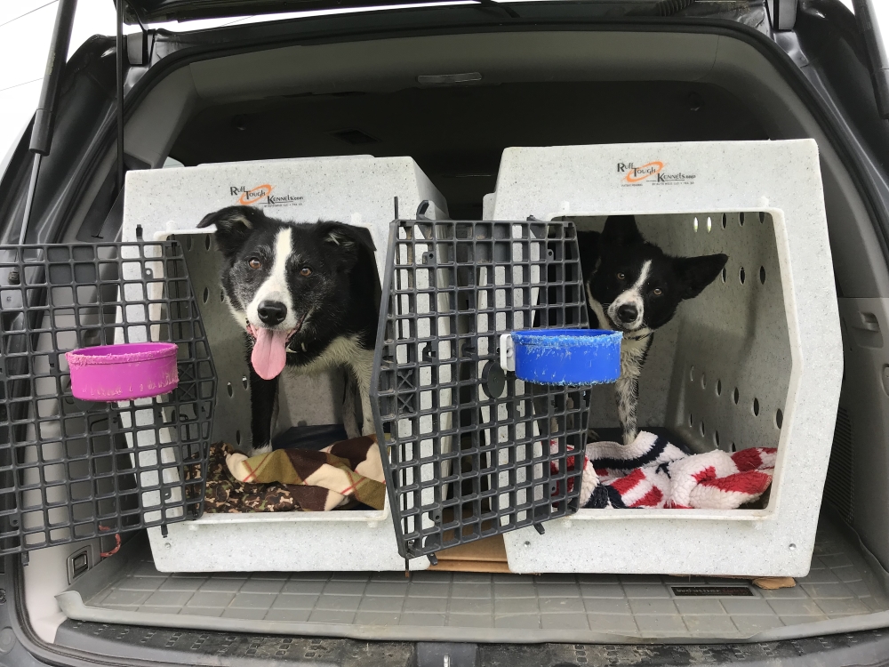 ruff tuff dog crates