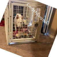 Eden_in_her_new_heavy_duty_dog_crate_by_Xtreme_dog_crates-sml