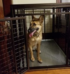 zoey the Mal in an Xtreme heavy duty steel crate from CarryMyDog.com