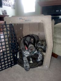 Levi and his new Ruff Tough Kennel from CarryMyDog.com-1