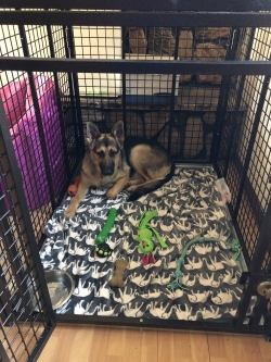 Heavy duty dog crate by Xtreme from CarryMyDog.com Lisa A.