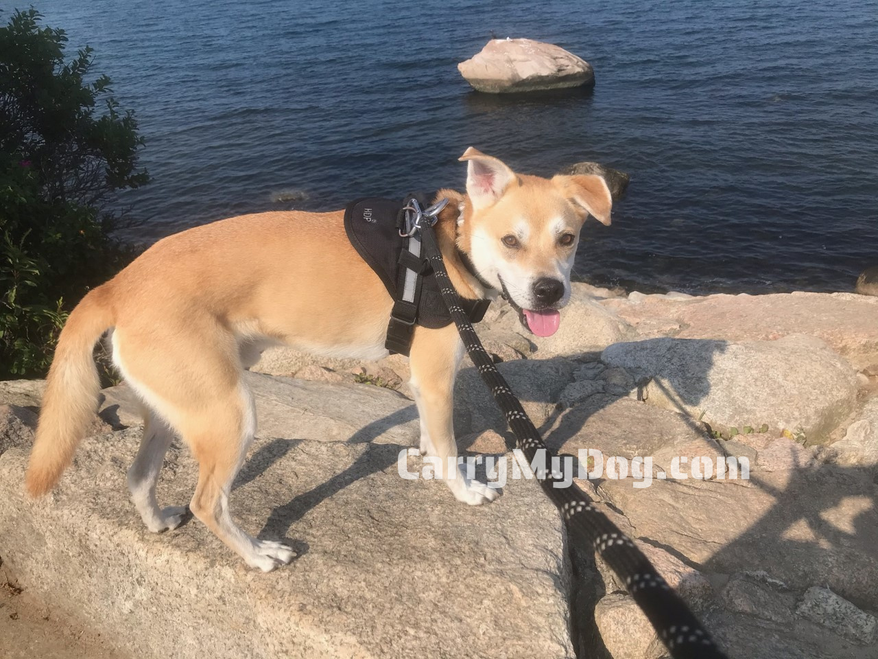 Lyle is a  high anxiety dog that loves hiking