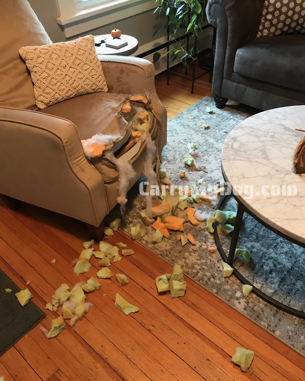 A favorite chair after a separation anxiety dog modifies it A favorite chair after a separation anxiety dog modifies it