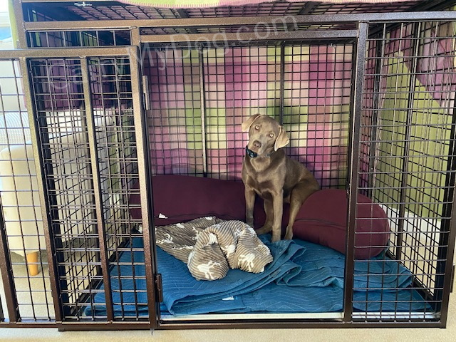 Mabel from Maine in her new Xtreme Heavy Duty Dog crate from carrymydog.com