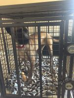 Mr-Leon-Mastiff-Enjoying-his-heavy-duty-dog-crate-from-carrymydog.com-by-Xtreme-dog-crates