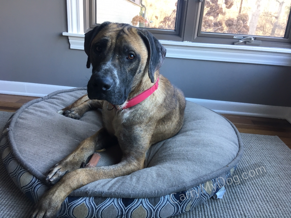 Mr-Leon-Mastiff-relaxing-at-home-in-Indiana
