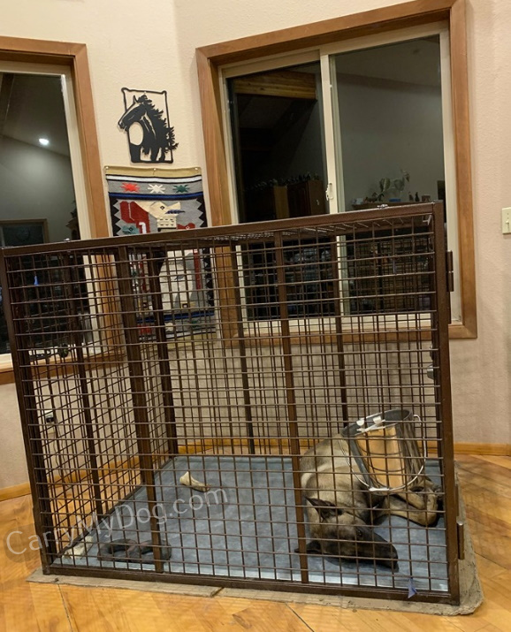 Rocko-K-in-his-new-Xtreme-heavy-duty-dog-crate-from-carrymydog.com