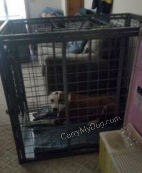 Xtreme-Dog-Crates-carrymydog.com-customer-bill-Mass-1