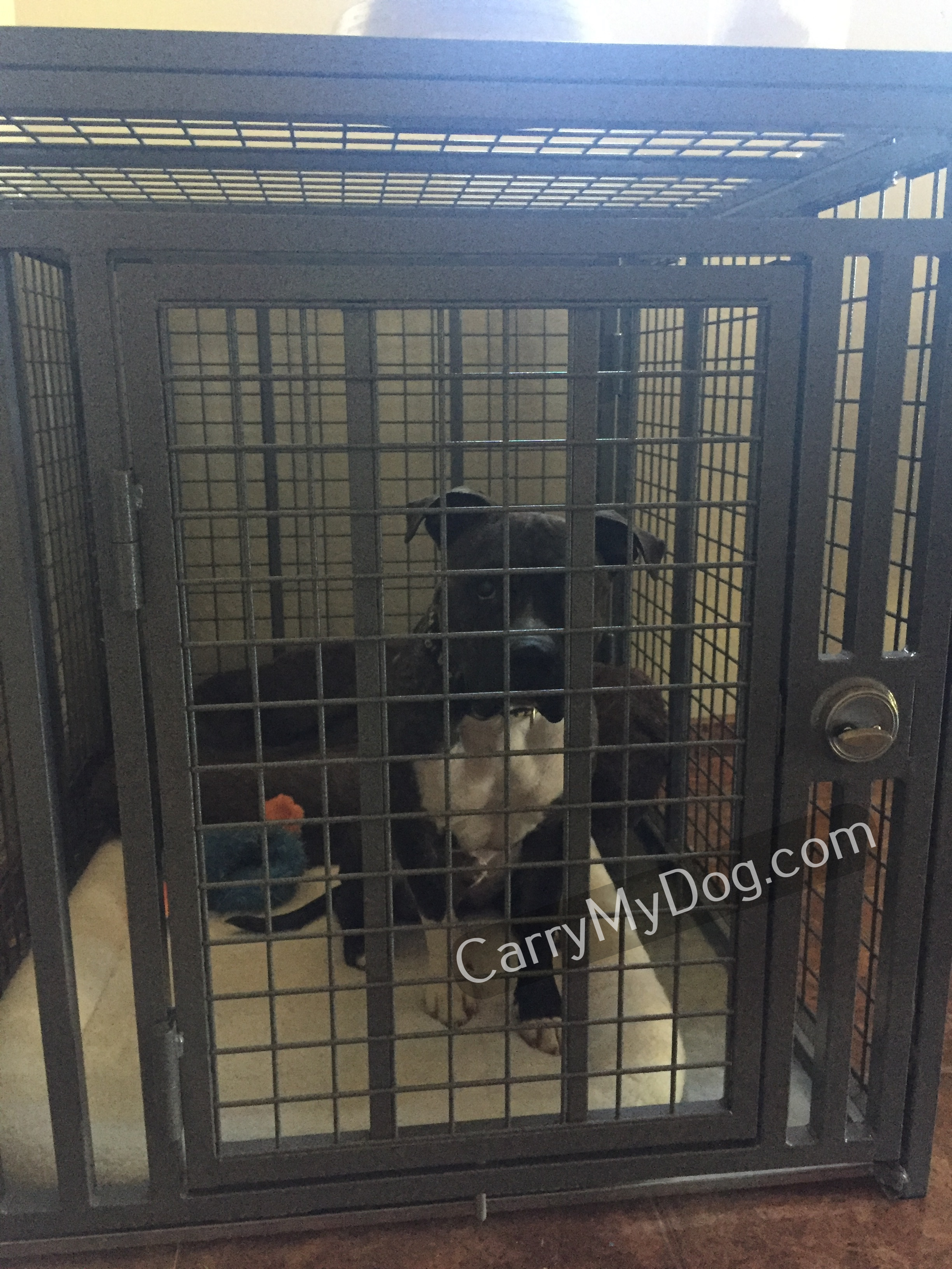 dog cage b and m