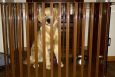 STRONGEST HEAVY DUTY DOG CRATE FOR HOME OR SUV