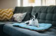 Dog Bed Cushion Crate Pads Eco Friendly 5 Colors