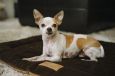 Dog Bed Cushion Crate Pads Eco Friendly 5 Colors