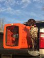DAKOTA 283 DOG KENNEL G3 FRAMED DOOR