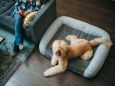 MEMORY FOAM COMFORT DOG BEDS | P.L.A.Y.