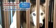 STRONGEST HEAVY DUTY DOG CRATE FOR HOME OR SUV