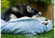 Rectangular Luxury Designer Dog Beds The Artist Collection