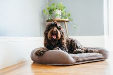 MEMORY FOAM COMFORT DOG BEDS | P.L.A.Y. (DOG BED SIZE: MEDIUM)