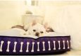 Rectangular Luxury Designer Dog Beds The Artist Collection